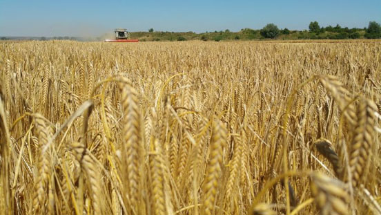 Der DBV stellt seinen abschließenden Erntebericht 2015 vor
